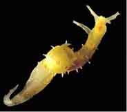 Photo: B. Rudman; Surf to the Sea Slug Forum